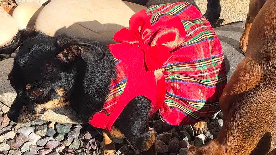 T-lo is registered to the contest to win money with this photo: carmine, companion_dog, dog, dog_breed, dog_clothes, dog_supply, fashion_accessory, fawn, fur, grass, guard_dog, livestock, pack_animal, personal_protective_equipment, snout, sporting_group, terrestrial_animal, toy_dog, working_animal, working_dog