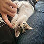kitten, cat, pet, finger, hand, lap, denim, jeans, clothing, black_shirt, furry, cute, playful, young_animal, domestic_animal, indoor, resting, touch, close_up, bonding