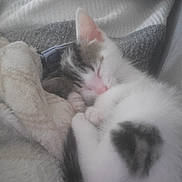 Nala participe au concours pour gagner de l'argent avec cette photo : kitten, sleeping, cat, cozy, blanket, fur, cute, pet, domestic_animal, resting, soft, closeup, animal, young, whiskers, paw, indoor, comfort, snuggled, nap