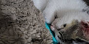 Nala participe au concours pour gagner de l'argent avec cette photo : kitten, sleeping, cat, fur, cozy, blanket, soft, nap, rest, cute, animal, pet, whiskers, closeup, relaxation, feline, indoor, warm, comfort, peaceful