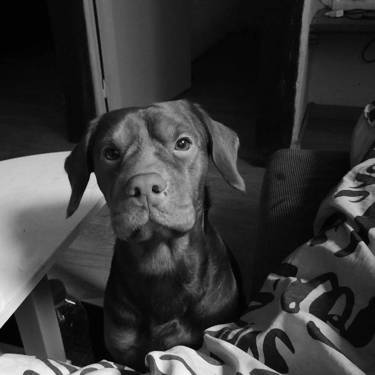 Rex participe au concours pour gagner de l'argent avec cette photo : animal, bed, blanket, bulldog, canine, couch, dog, face, furniture, head, hound, indoors, labradorretriever, person, pet, photography, pitbull, pointer, portrait, puppy
