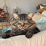 Terence participe au concours pour gagner de l'argent avec cette photo : abyssinian, animal, architecture, bed, bedroom, blanket, building, cat, couch, cushion, furniture, homedecor, indoors, kitten, linen, livingroom, manx, pet, room, wood