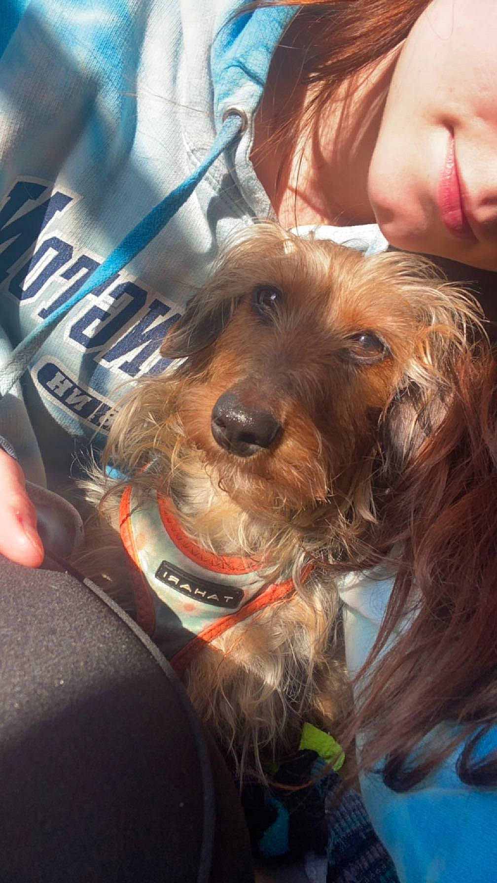 Daisy May joined the competition — help win amazing prizes! blond, canidae, carnivore, collar, companion_dog, dog, dog_breed, dog_collar, ear, eyewear, fawn, happy, hat, leash, liver, smile, snout, sporting_group, whiskers, working_animal