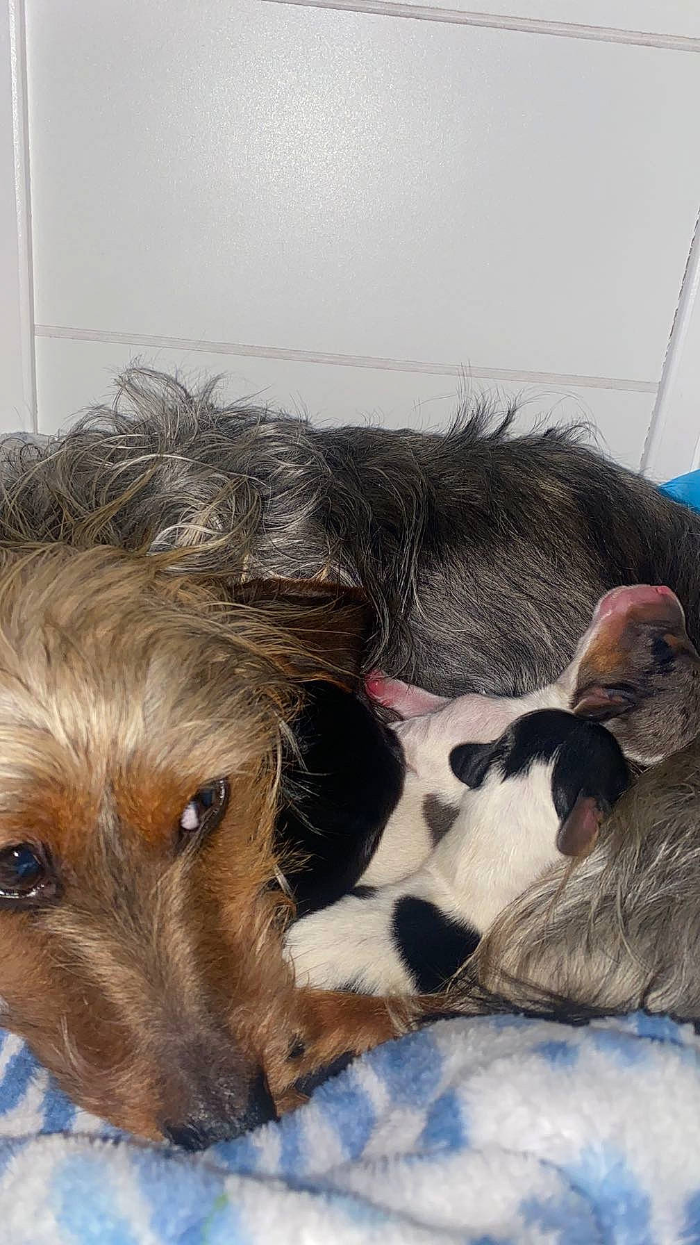 Daisy May joined the competition — help win amazing prizes! bed, canidae, carnivore, comfort, companion_dog, dog, dog_breed, dog_supply, fawn, fur, liver, nap, paw, puppy_love, snout, sporting_group, terrier, toy_dog, whiskers, working_animal