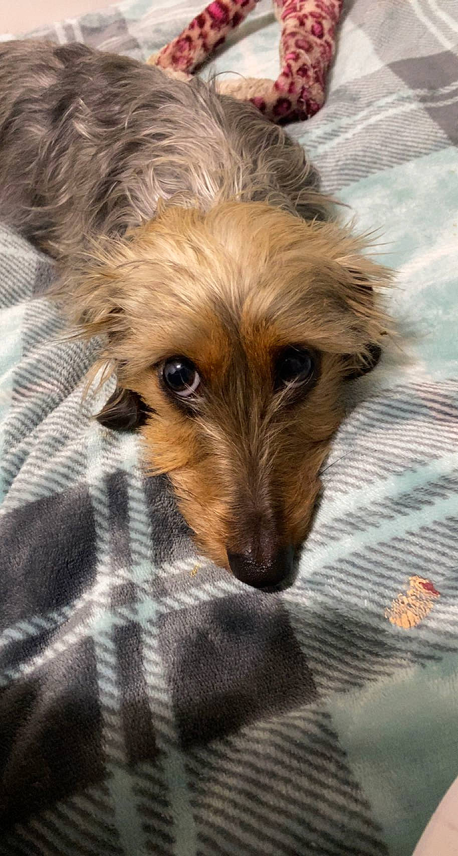 Daisy May is registered to the contest to win money with this photo: canidae, carnivore, companion_dog, dog, dog_breed, ear, fawn, fur, liver, nap, puppy, sleep, small_terrier, snout, sporting_group, terrestrial_animal, terrier, toy_dog, whiskers, wildlife