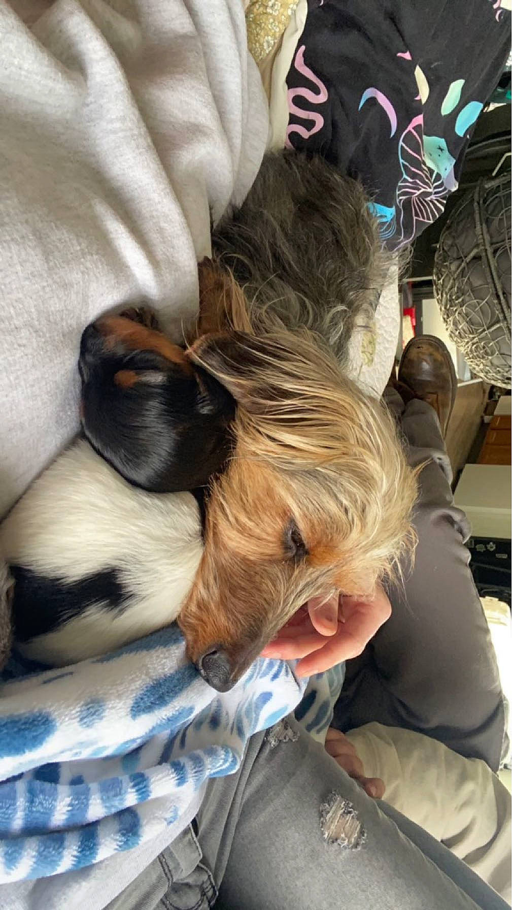 Daisy May joined the competition — help win amazing prizes! brown_hair, canidae, carnivore, comfort, companion_dog, dog, dog_breed, ear, eyewear, fur, glasses, hair_coloring, liver, long_hair, nap, sleep, sporting_group, sunglasses, terrier, toy_dog