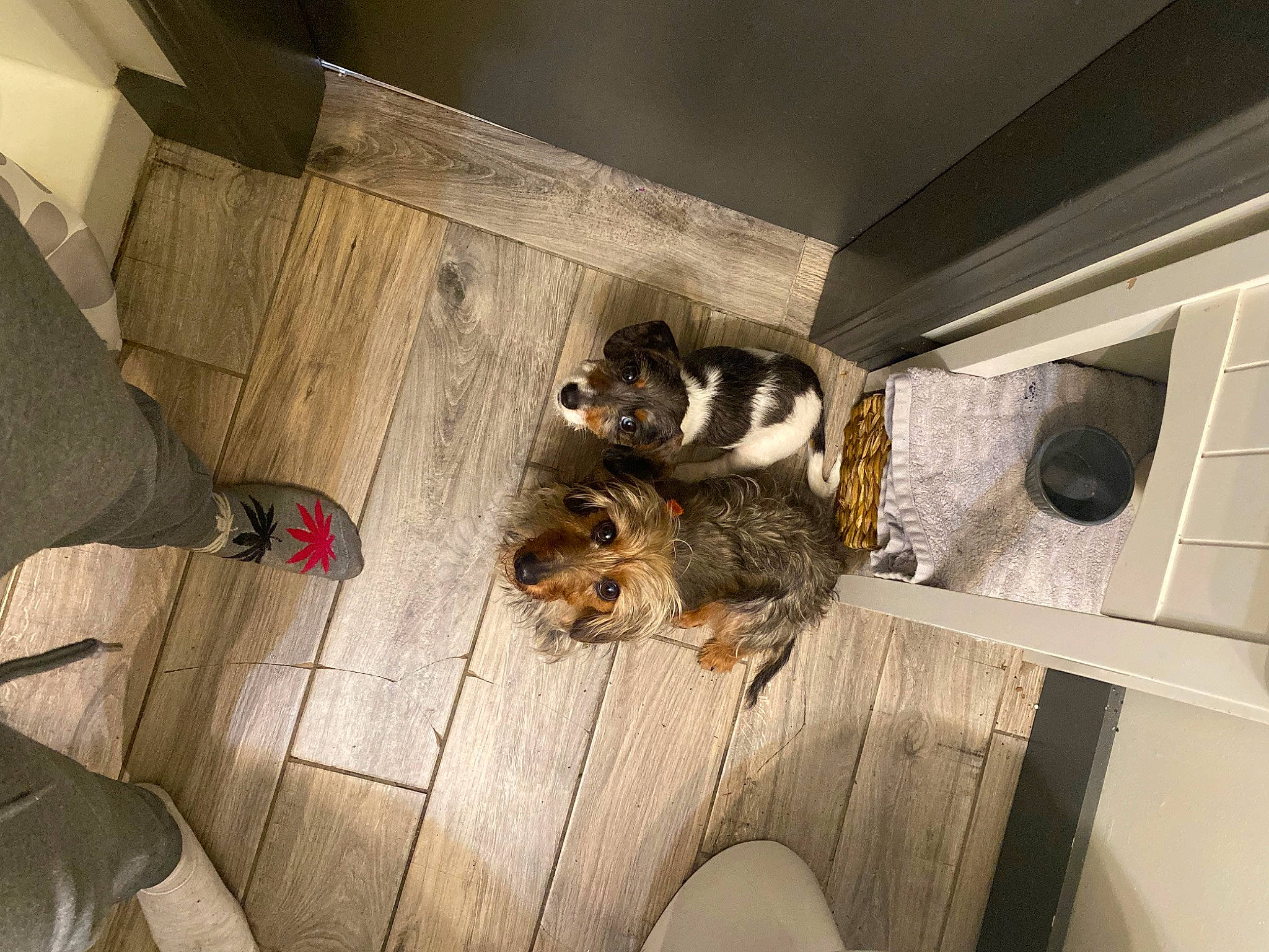 Daisy May joined the competition — help win amazing prizes! canidae, carnivore, comfort, companion_dog, dog_breed, domestic_short_haired_cat, fawn, felidae, floor, flooring, fur, gas, hardwood, room, small_to_medium_sized_cats, sporting_group, tail, whiskers, wood, wood_flooring