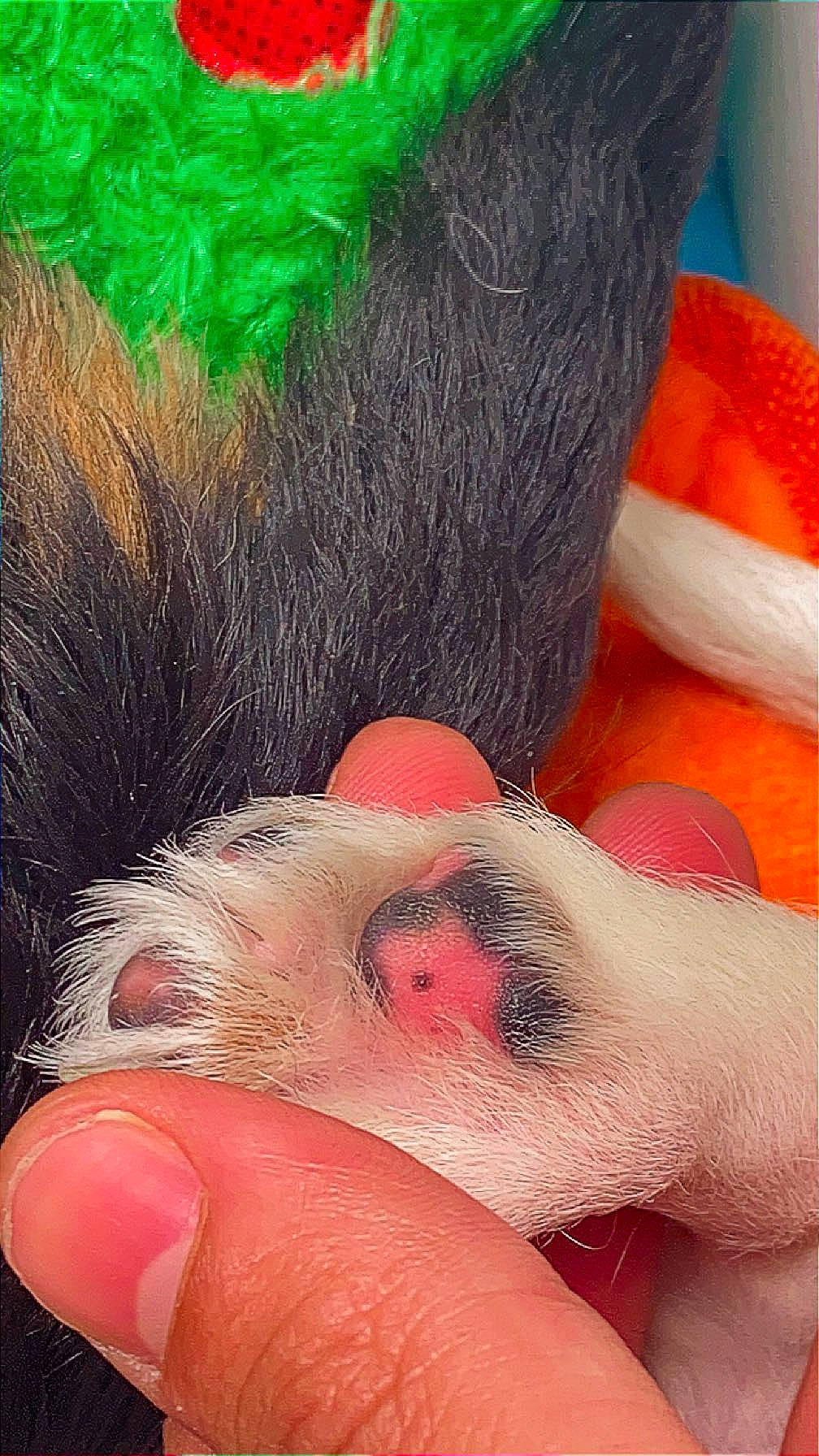 Bluey is registered to the contest to win money with this photo: carmine, claw, close_up, fawn, finger, flesh, foot, fur, human_leg, nail, organism, paw, snout, stuffed_toy, tail, thread, thumb, toy, whiskers, woolen