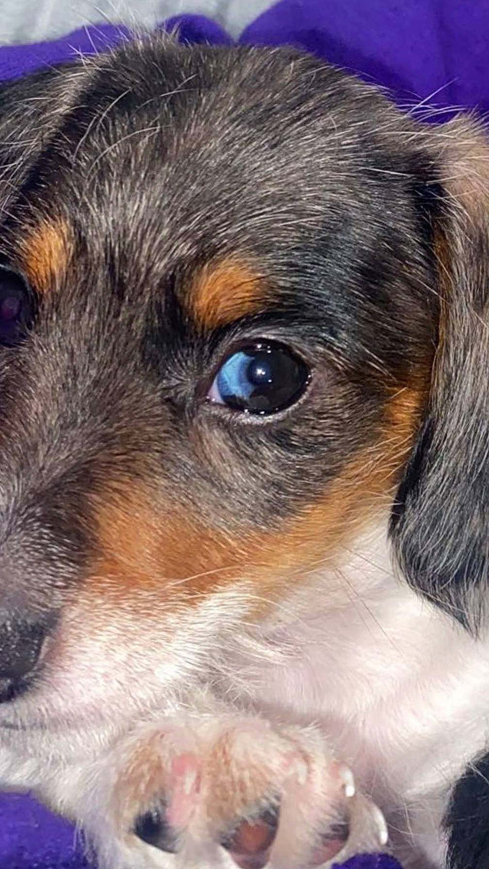 Bluey is registered to the contest to win money with this photo: canidae, carnivore, close_up, companion_dog, dog, dog_breed, ear, eye, fur, iris, puppy, snout, sporting_group, terrestrial_animal, toy_dog, whiskers, working_animal, working_dog