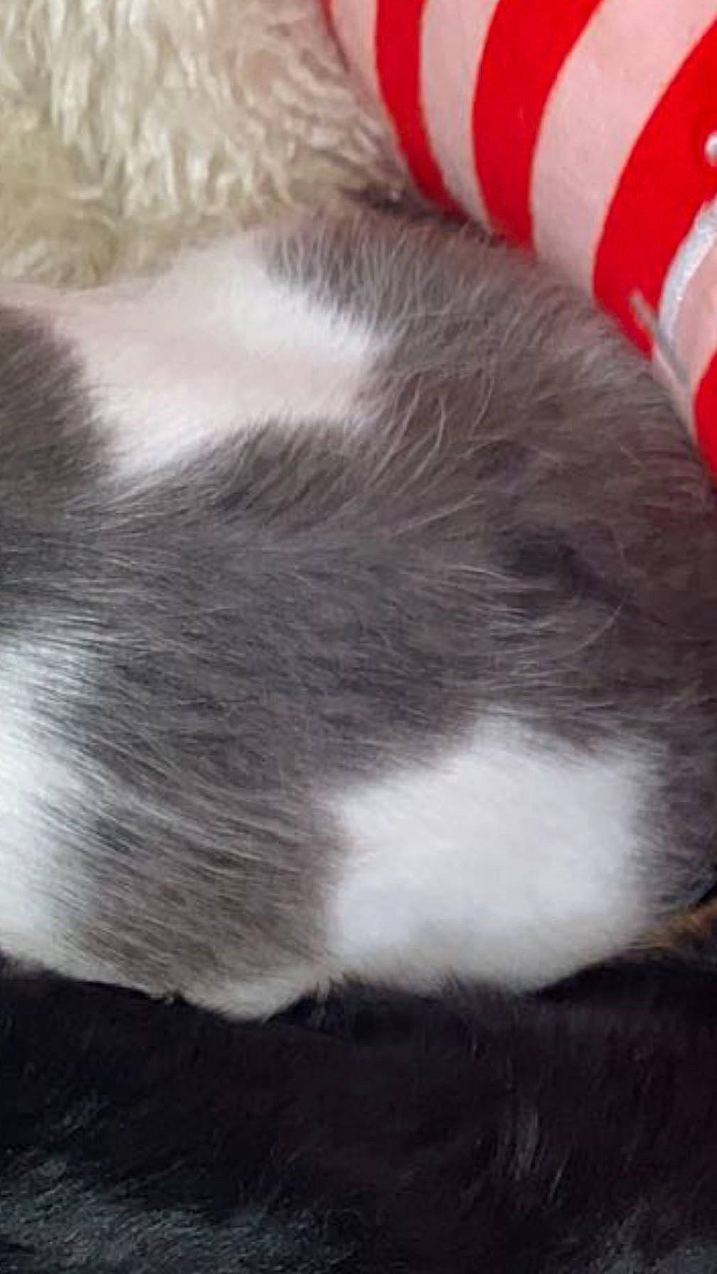 Bluey is registered to the contest to win money with this photo: carmine, carnivore, cat, claw, comfort, felidae, fur, nap, paw, small_to_medium_sized_cats, snout, tail, whiskers