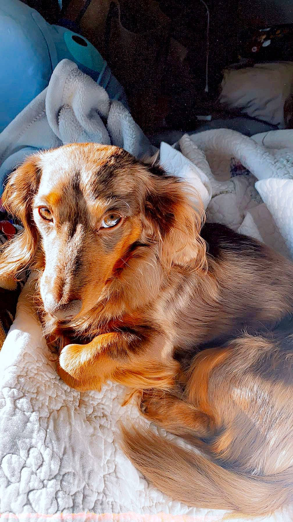 Chip is registered to the contest to win money with this photo: art, borzoi, canidae, carnivore, companion_dog, dog, dog_breed, fawn, fur, liver, scotch_collie, snout, spaniel, sporting_group, terrestrial_animal, whiskers, wildlife, working_animal, working_dog