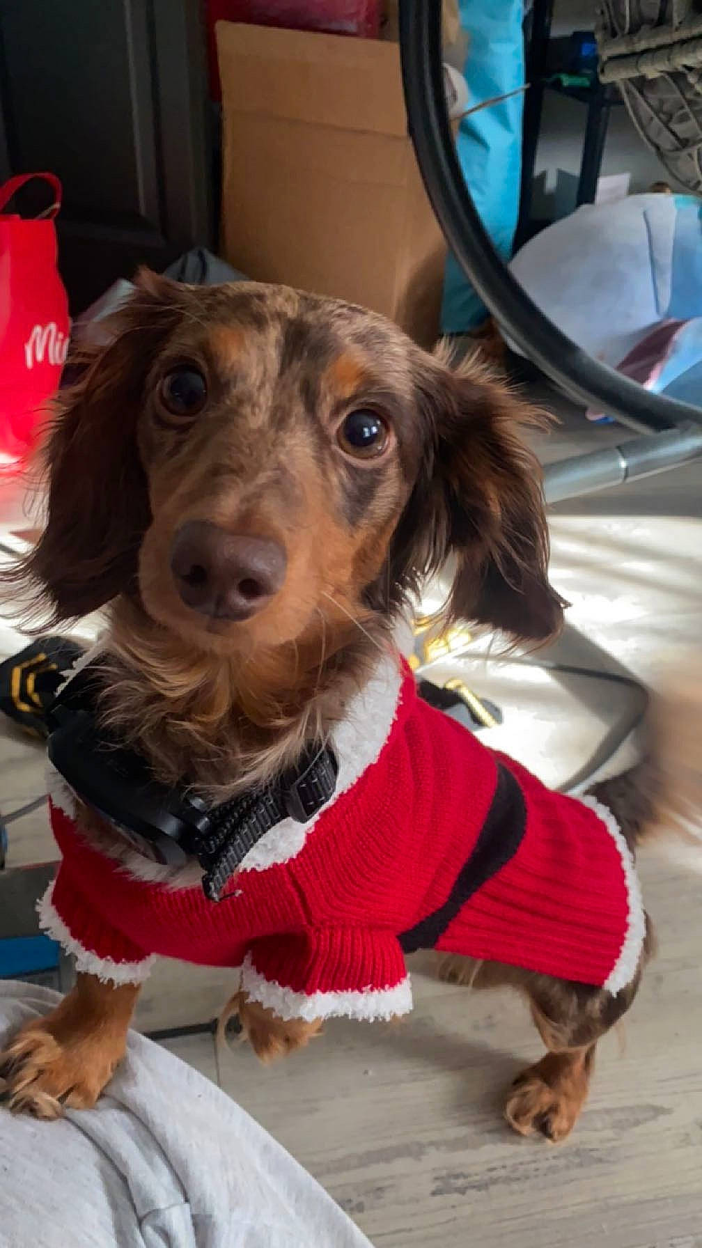 Chip is registered to the contest to win money with this photo: canidae, carnivore, chair, cocker_spaniel, collar, companion_dog, dog, dog_breed, dog_clothes, dog_collar, dog_supply, fawn, fur, leash, liver, pet_supply, spaniel, sporting_group, whiskers, working_animal