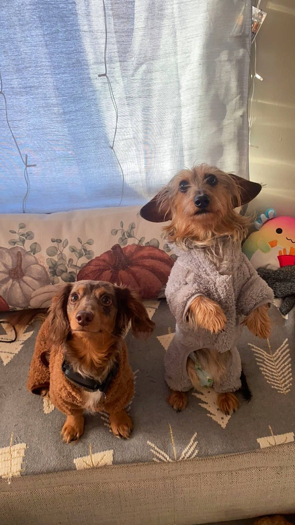 Chip joined the competition — help win amazing prizes! art, canidae, carnivore, companion_dog, dog, dog_breed, dog_clothes, fawn, fur, liver, small_terrier, snout, spaniel, sporting_group, terrier, toy, toy_dog, wood, working_animal, working_terrier