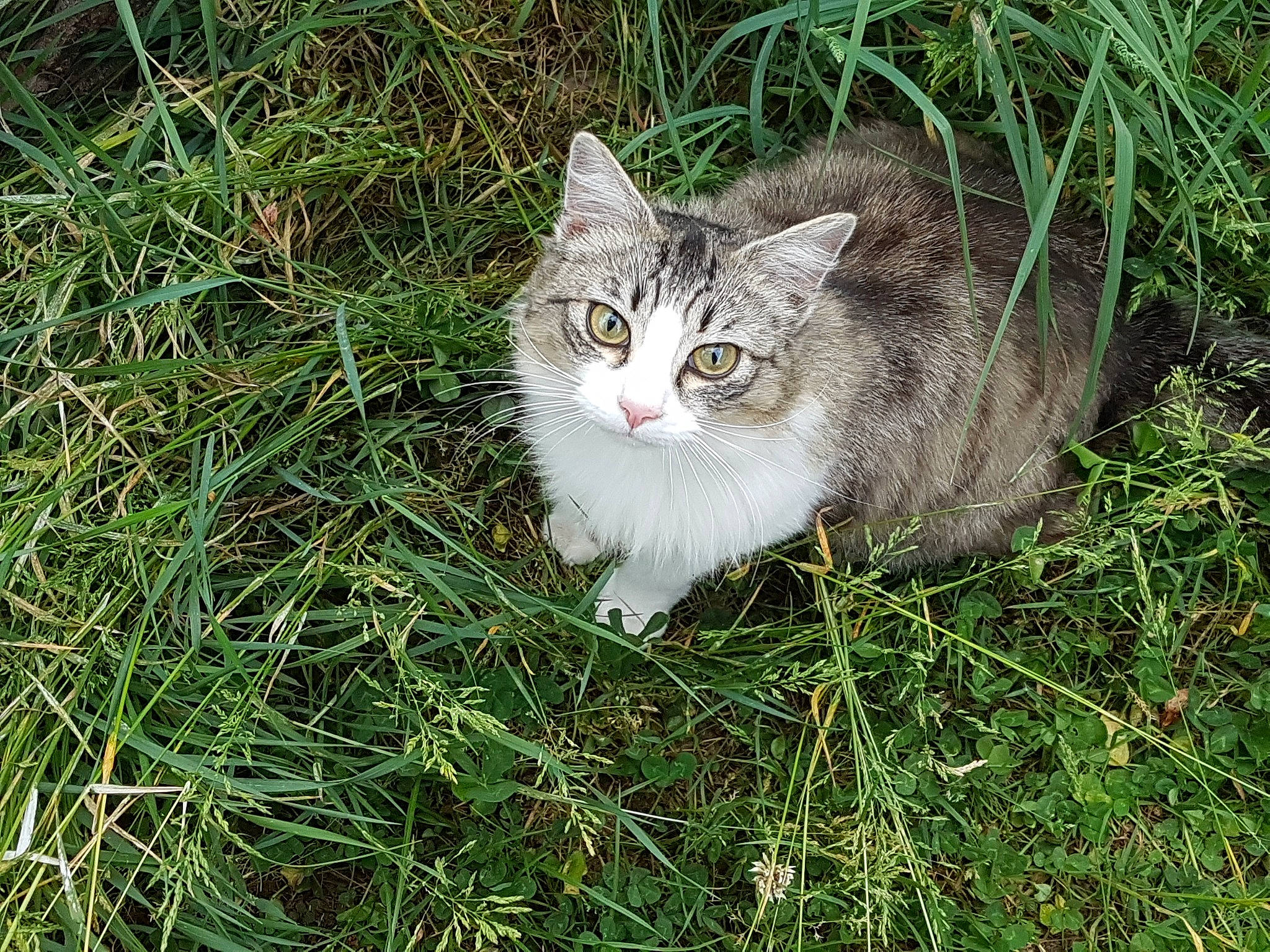 Kira a rejoint le concours — aidez-le/la à gagner de superbes lots ! carnivore, cat, domestic_short_haired_cat, fawn, felidae, fur, grass, groundcover, herb, plant, shrub, small_to_medium_sized_cats, snout, tail, terrestrial_animal, tree, whiskers, wildlife