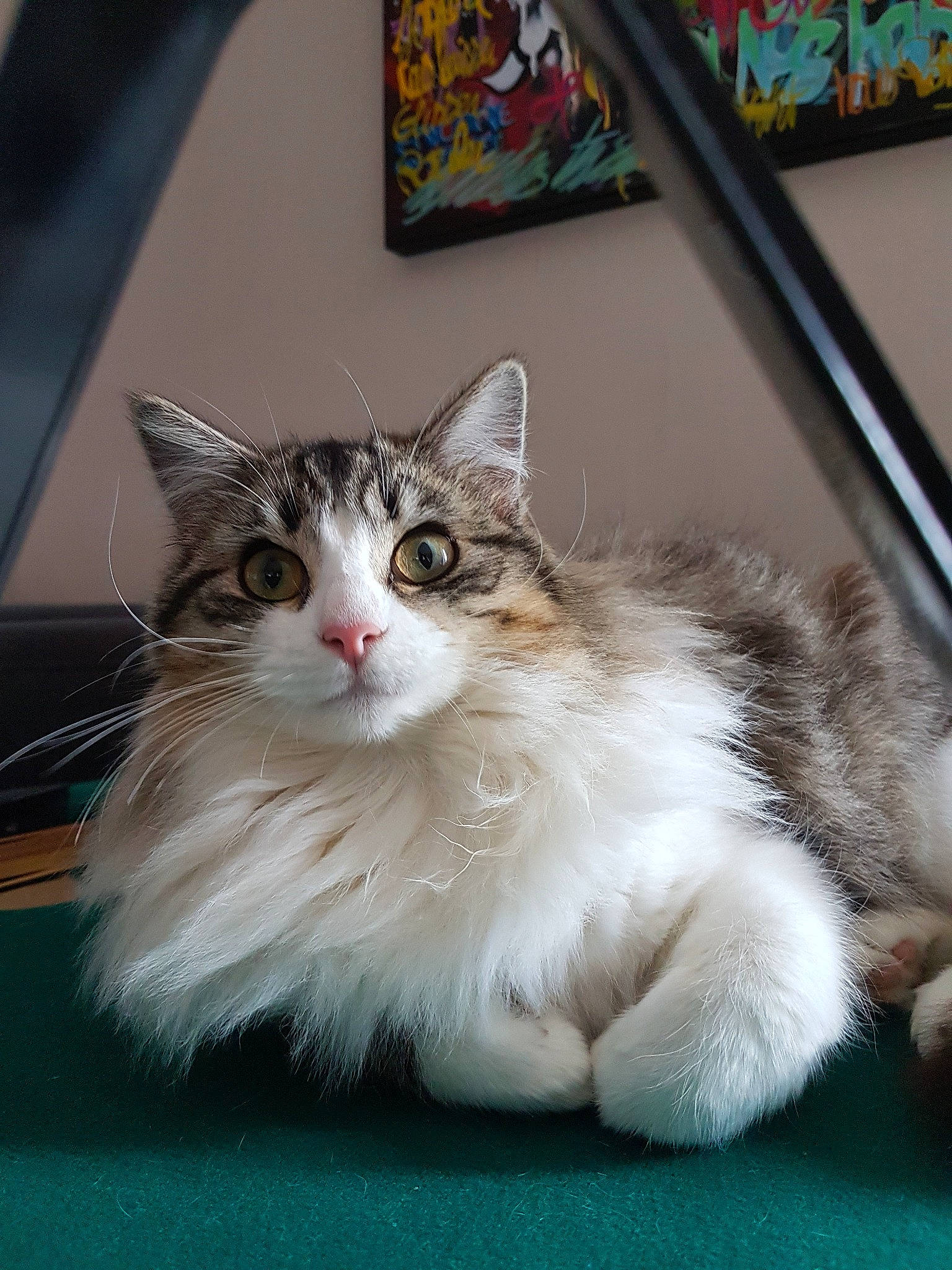 Kira participe au concours pour gagner de l'argent avec cette photo : carnivore, cat, claw, domestic_short_haired_cat, felidae, fur, paw, picture_frame, sitting, small_to_medium_sized_cats, snout, tail, terrestrial_animal, whiskers, window