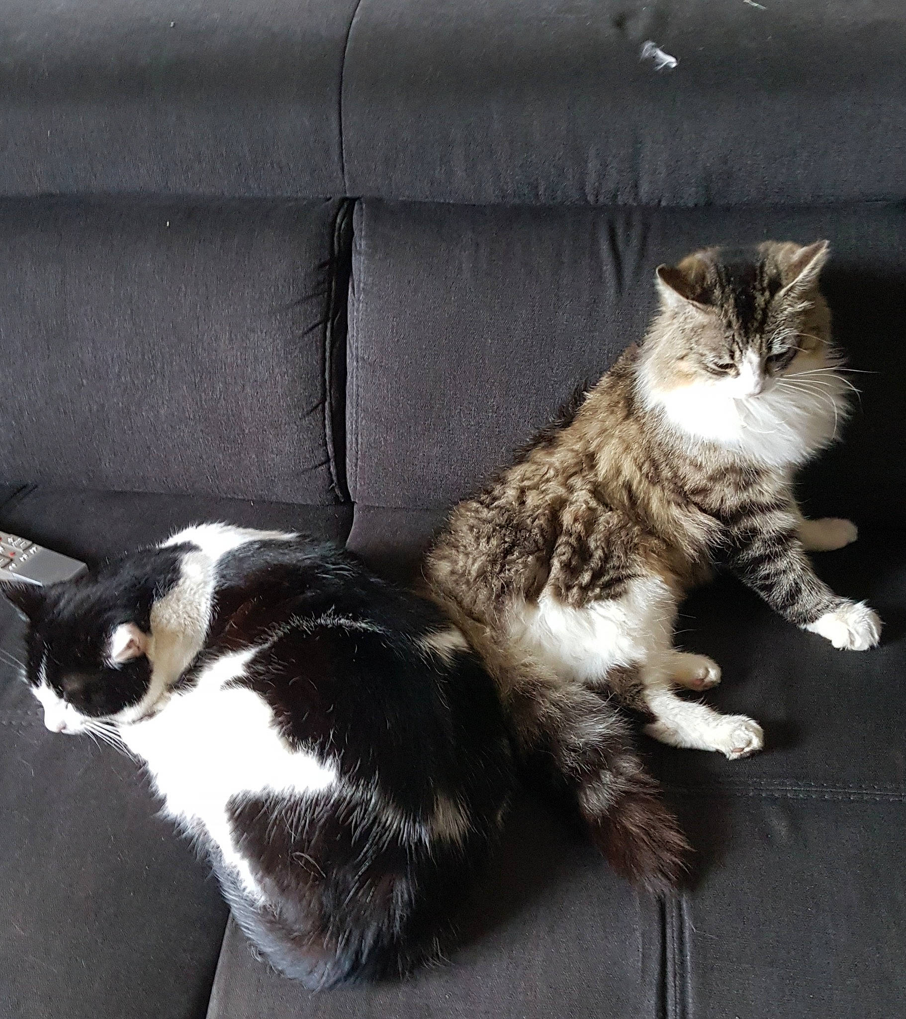 Kira a rejoint le concours — aidez-le/la à gagner de superbes lots ! carnivore, cat, claw, comfort, companion_dog, couch, domestic_short_haired_cat, felidae, foot, fur, grey, human_leg, paw, plant, sitting, small_to_medium_sized_cats, snout, tail, whiskers