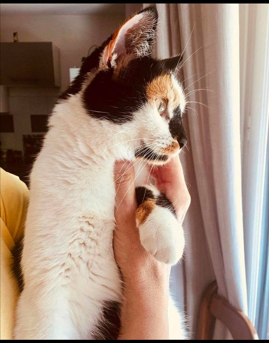 Himé a rejoint le concours — aidez-le/la à gagner de superbes lots ! asian, carnivore, cat, claw, ear, felidae, fur, hand, kitten, leg, nose, photo_caption, polydactyl_cat, small_to_medium_sized_cats, whiskers