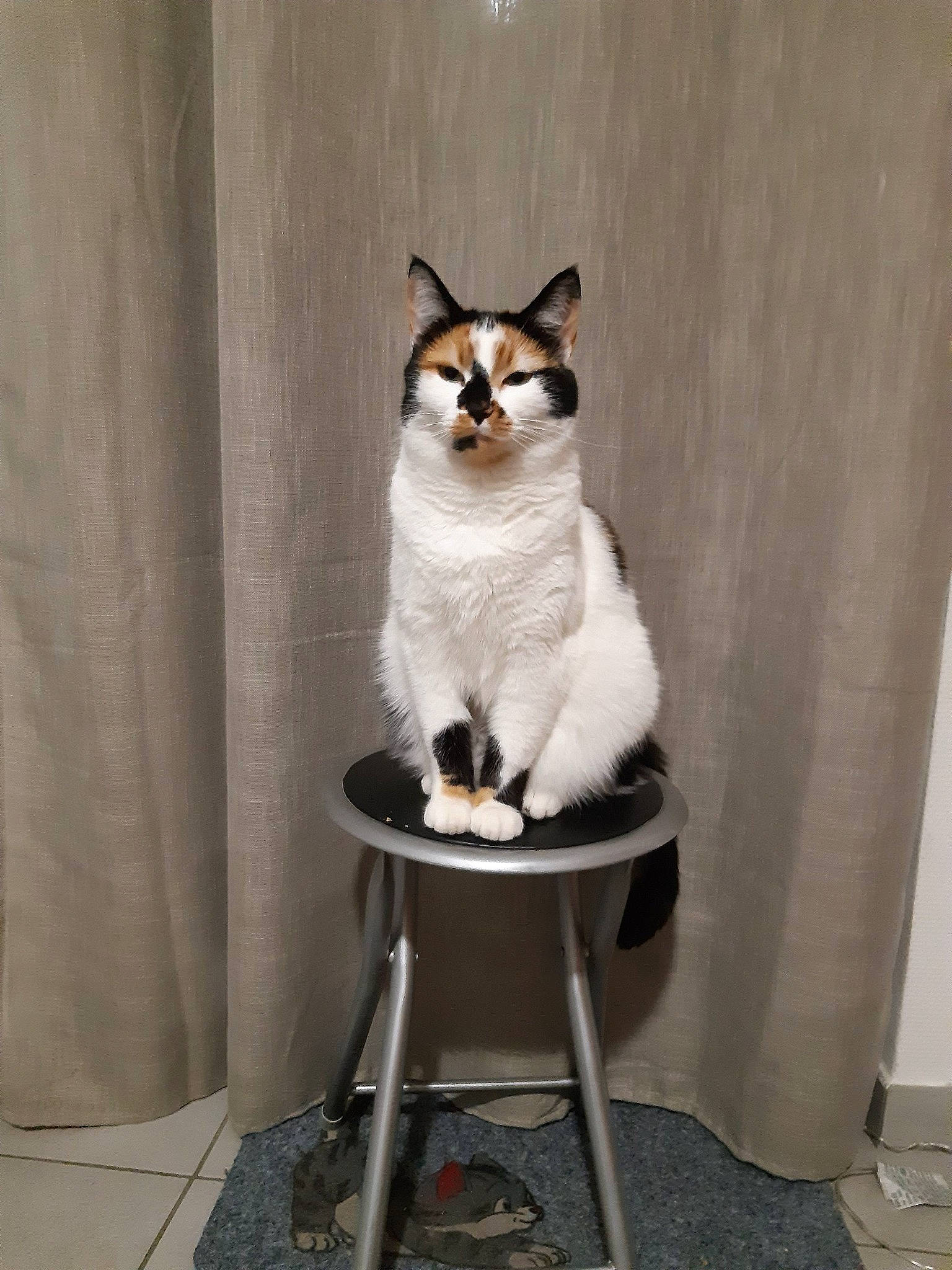 Himé a rejoint le concours — aidez-le/la à gagner de superbes lots ! aegean_cat, american_wirehair, carnivore, cat, domestic_short_haired_cat, felidae, japanese_bobtail, mammal, small_to_medium_sized_cats, tail, whiskers