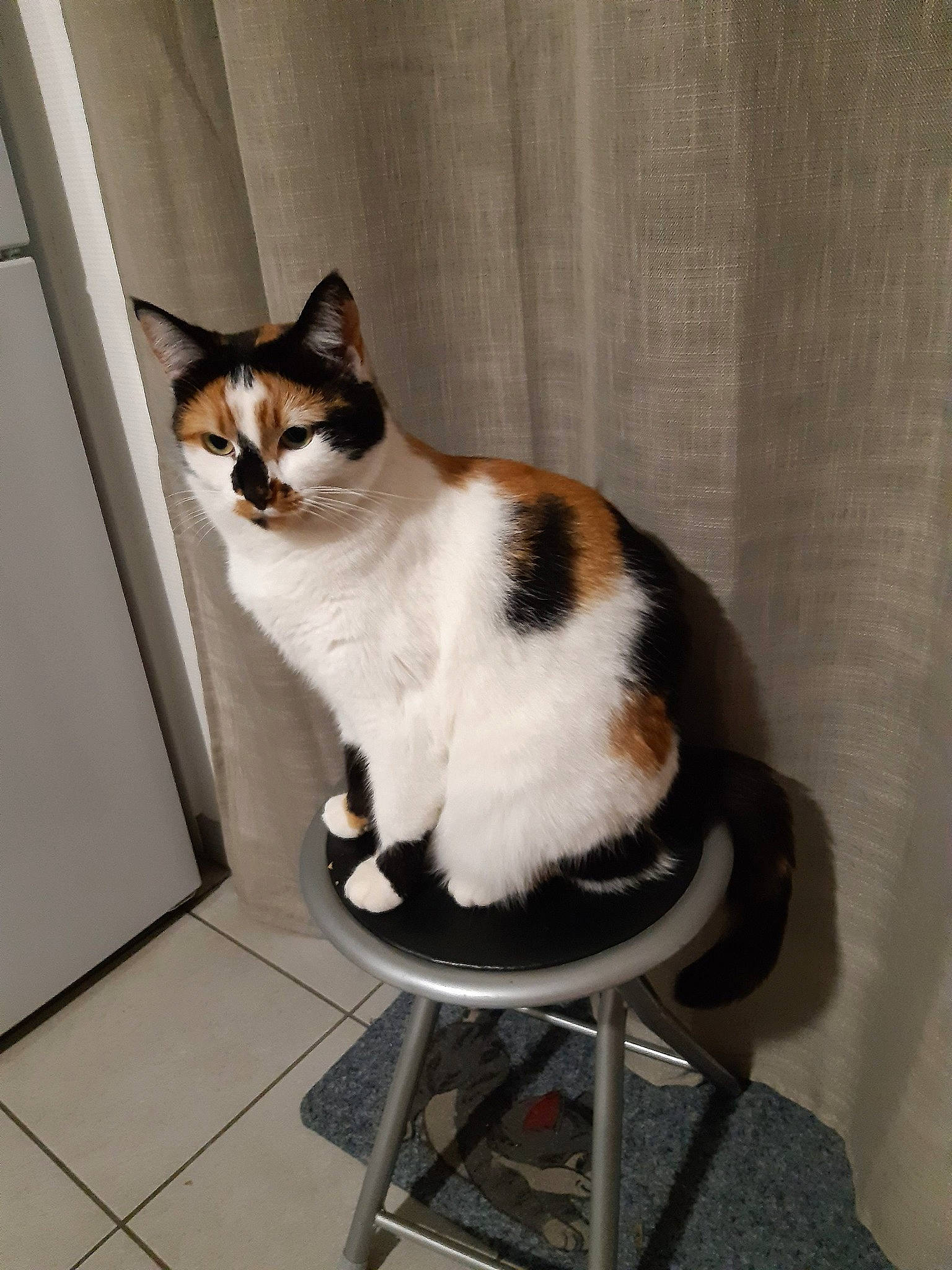 Himé participe au concours pour gagner de l'argent avec cette photo : aegean_cat, american_wirehair, asian, carnivore, cat, domestic_short_haired_cat, european_shorthair, felidae, japanese_bobtail, mammal, small_to_medium_sized_cats, snowshoe, tail, whiskers