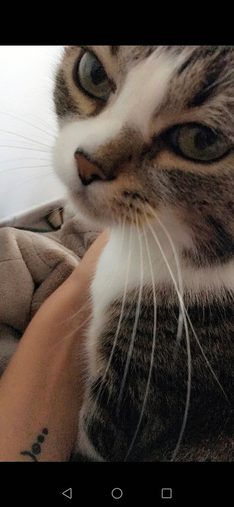 Chachou participe au concours pour gagner de l'argent avec cette photo : asian, carnivore, cat, close_up, domestic_short_haired_cat, ear, european_shorthair, eye, felidae, fur, kitten, nose, photography, small_to_medium_sized_cats, snout, tabby_cat, whiskers