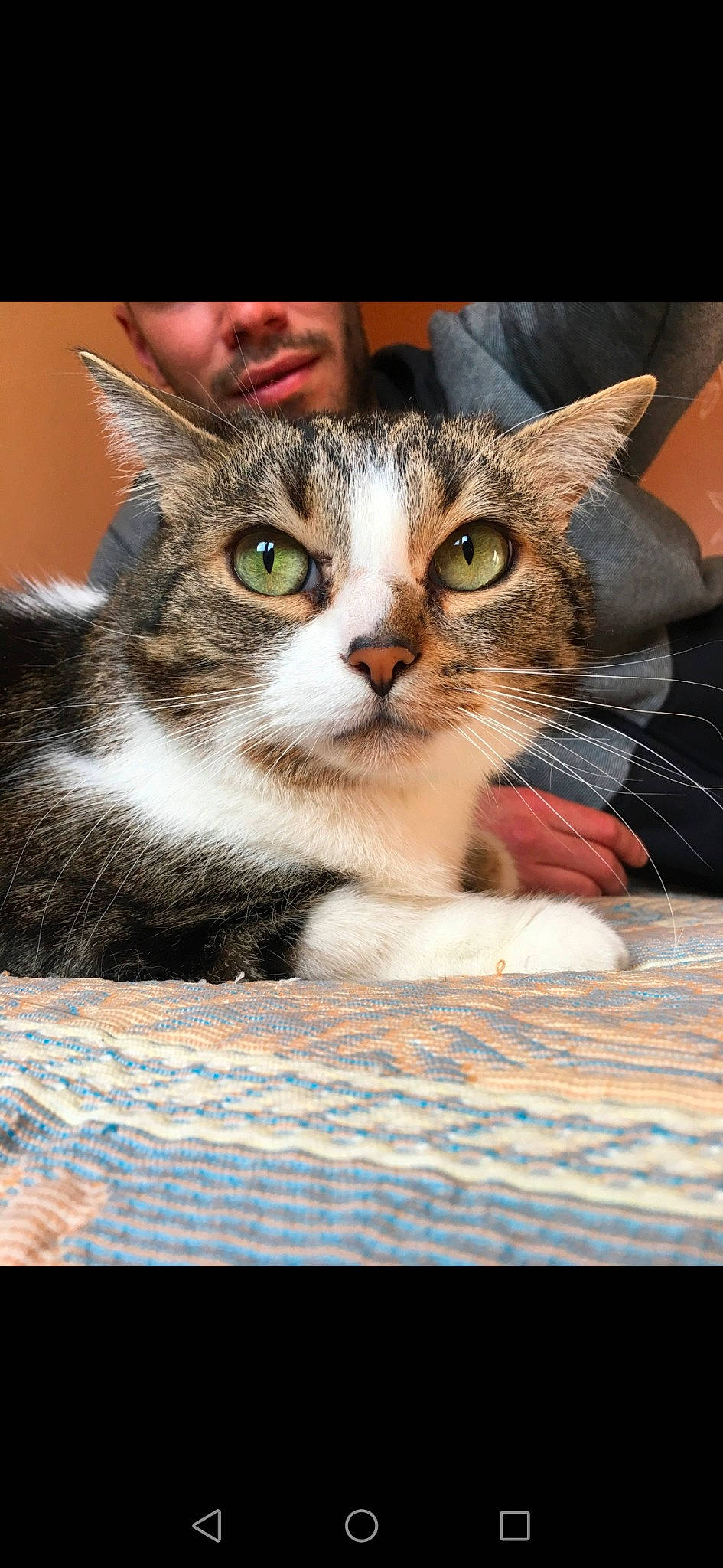 Chachou a rejoint le concours — aidez-le/la à gagner de superbes lots ! aegean_cat, american_wirehair, asian, carnivore, cat, domestic_short_haired_cat, european_shorthair, felidae, kitten, mammal, small_to_medium_sized_cats, snout, tabby_cat, vertebrate, whiskers