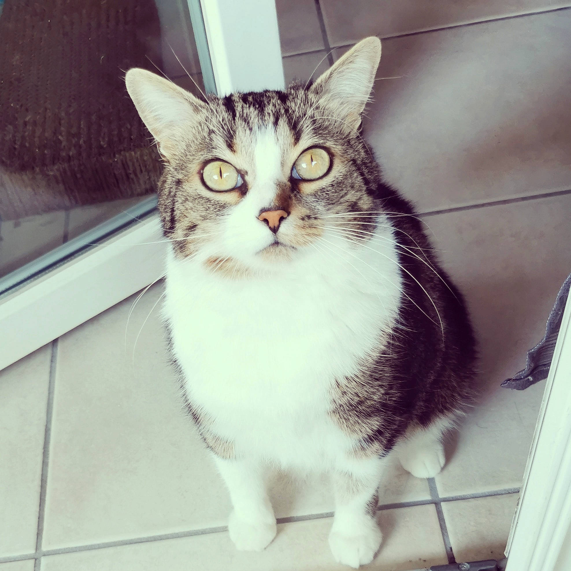 Chachou a rejoint le concours — aidez-le/la à gagner de superbes lots ! aegean_cat, american_shorthair, american_wirehair, asian, carnivore, cat, domestic_short_haired_cat, ear, european_shorthair, eye, felidae, fur, kitten, polydactyl_cat, small_to_medium_sized_cats, snout, square, tabby_cat, tail, whiskers