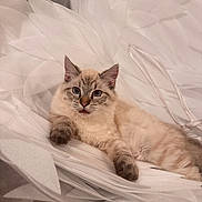 Luna joined the competition — help win amazing prizes! cat, fluffy, blue_eyes, relaxed, white_petals, paper_art, indoor, cute, animal, feline, portrait, laying_down, soft_lighting, decorative, close_up, pet, whimsical, cozy, resting, calm