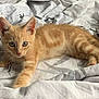 abyssinian, animal, bed, blanket, cat, cushion, furniture, homedecor, kitten, manx, pet, quilt