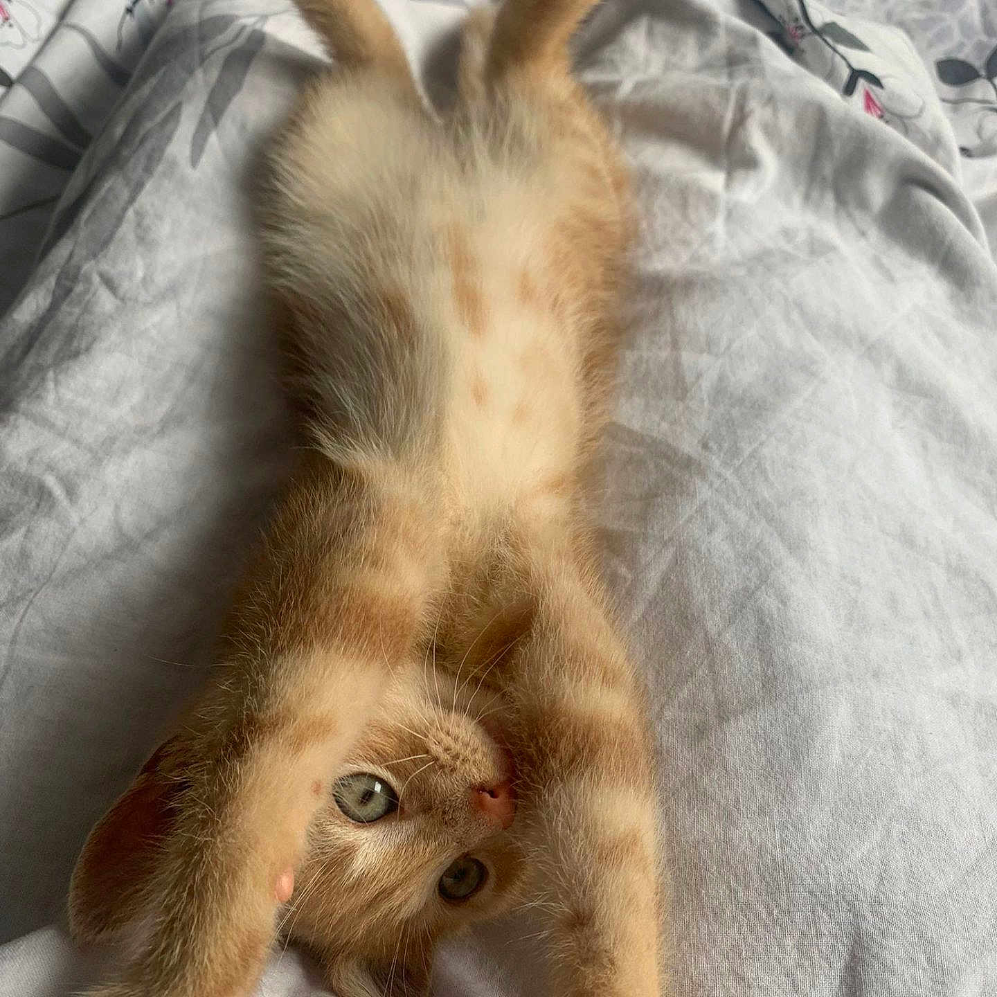 Charly participe au concours pour gagner de l'argent avec cette photo : abyssinian, animal, bed, bedroom, blanket, cat, couch, furniture, indoors, kitten, manx, person, pet, quilt, room, siamese, sleeping