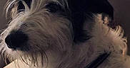 Bibou a rejoint le concours — aidez-le/la à gagner de superbes lots ! animal, black_and_white, canine, close_up, collar, dog, domestic_animal, fur, head, indoor, muzzle, pet, pet_accessory, portrait, profile, scruffy, side_view, soft_lighting, texture, whiskers