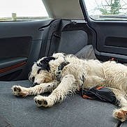 Bibou participe au concours pour gagner de l'argent avec cette photo : dog, animal, pet, car_interior, relaxing, sleeping, fur, black_and_white, backseat, window, outdoor, fence, tree, resting, domestic_animal, canine, vehicle, seat, calm, cozy
