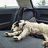dog, animal, pet, car_interior, relaxing, sleeping, fur, black_and_white, backseat, window, outdoor, fence, tree, resting, domestic_animal, canine, vehicle, seat, calm, cozy
