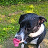 dog, black_and_white, wet, tongue_out, outdoor, grass, sunlight, pet, animal, playful, canine, nature, daylight, fur, collar, happy, muzzle, ears, paw, tongue