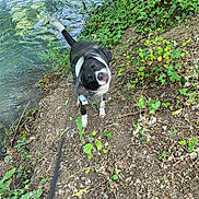 Cooper a rejoint le concours — aidez-le/la à gagner de superbes lots ! dog, black_and_white, water, riverbank, leash, motion_blur, shaking, outdoor, nature, greenery, plants, soil, leaves, canine, pet, animal, playful, daylight, river, head_shake