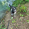 dog, black_and_white, water, riverbank, leash, motion_blur, shaking, outdoor, nature, greenery, plants, soil, leaves, canine, pet, animal, playful, daylight, river, head_shake