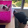 cat, dog, pink_basket, wooden_table, window, indoor, curious, relaxed, pet, animal, sunlight, daylight, domestic, feline, canine, home, looking, resting, side_view, interior