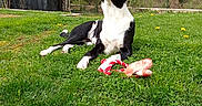 Cooper participe au concours pour gagner de l'argent avec cette photo : dog, grass, toy, outdoor, yard, tree, shed, greenery, pet, canine, nature, play, relaxing, spring, daylight, curious, black_and_white, animal, leaves, lawn