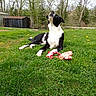 dog, grass, toy, outdoor, yard, tree, shed, greenery, pet, canine, nature, play, relaxing, spring, daylight, curious, black_and_white, animal, leaves, lawn