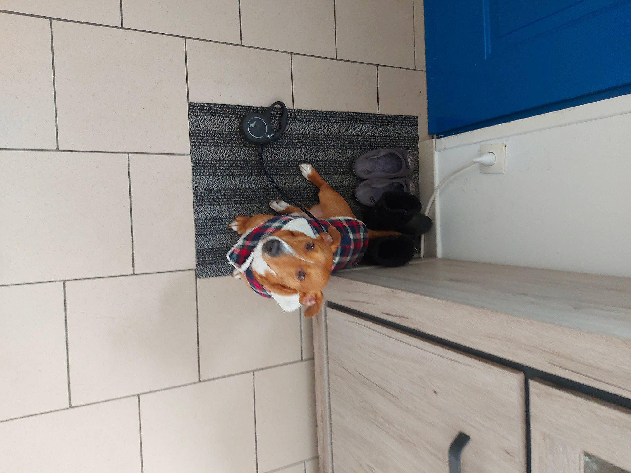 Barney a rejoint le concours — aidez-le/la à gagner de superbes lots ! brickwork, canidae, carnivore, collar, companion_dog, composite_material, concrete, dog, dog_breed, dog_supply, fawn, floor, flooring, hardwood, leash, pet_supply, sporting_group, tail, wood, working_animal