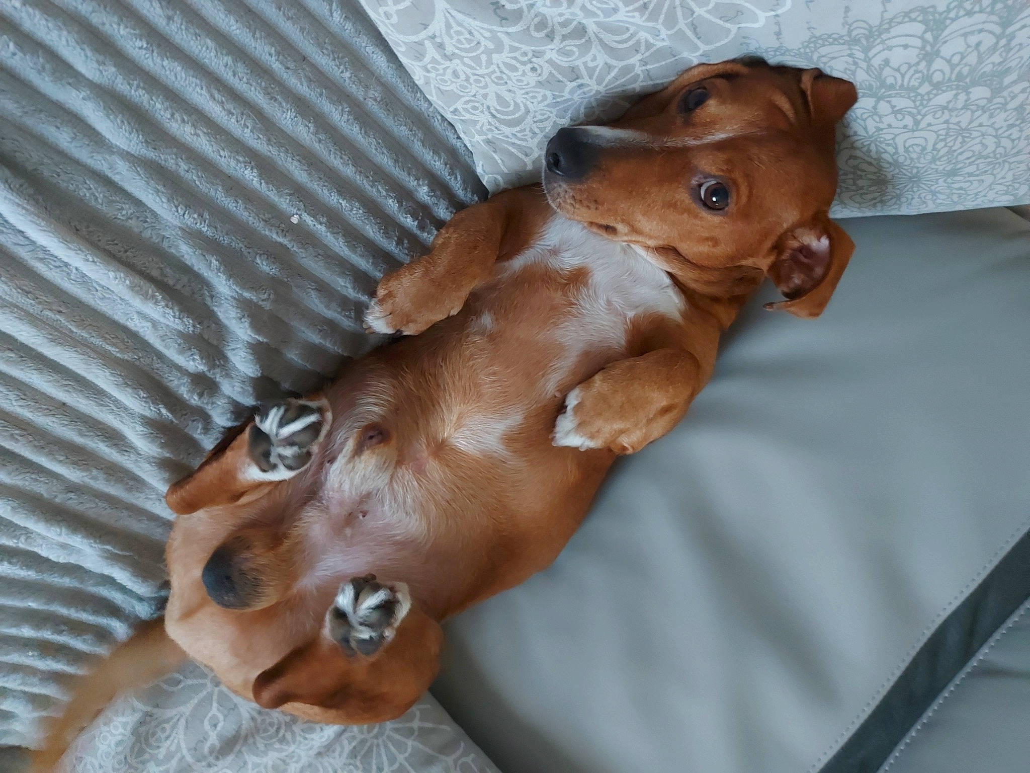 Barney a rejoint le concours — aidez-le/la à gagner de superbes lots ! canidae, carnivore, chest, comfort, companion_dog, dog, dog_breed, ear, elbow, fawn, liver, paw, snout, sporting_group, tail, terrestrial_animal, toy, whiskers, working_animal, wrist