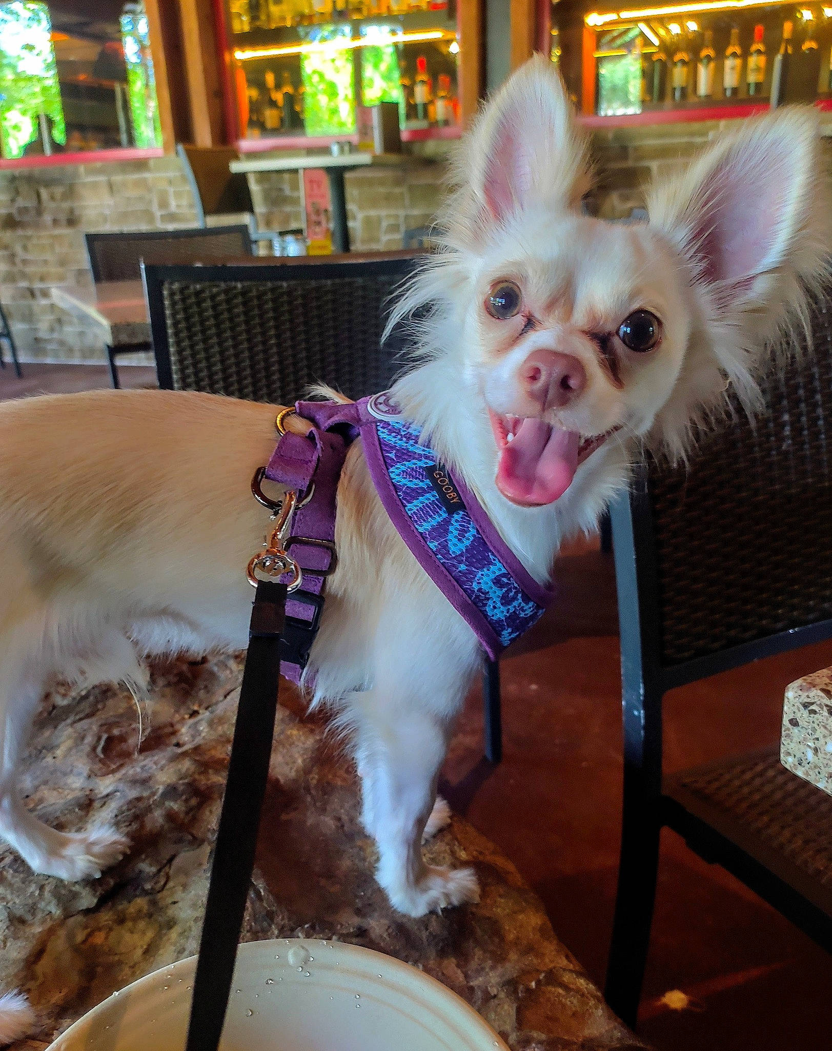 Ban Chi joined the competition — help win amazing prizes! canidae, carnivore, chair, collar, companion_dog, dog, dog_breed, dog_clothes, dog_supply, event, fashion_accessory, fawn, fur, pet_supply, snout, sporting_group, tail, toy_dog, whiskers, working_animal