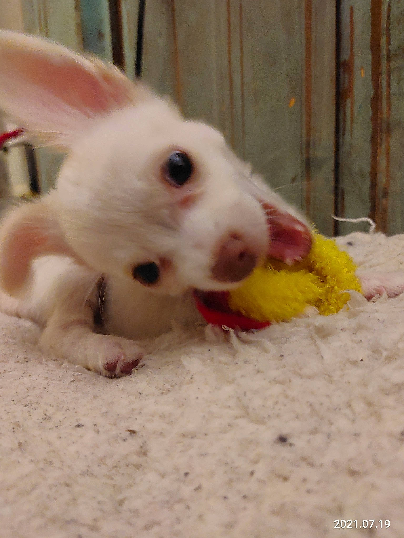 Ban Chi joined the competition — help win amazing prizes! canidae, carnivore, companion_dog, dog, dog_breed, dog_supply, ear, fawn, flooring, foot, fur, non_sporting_group, paw, pet_supply, sporting_group, tail, toy_dog, volpino_italiano, whiskers, working_animal