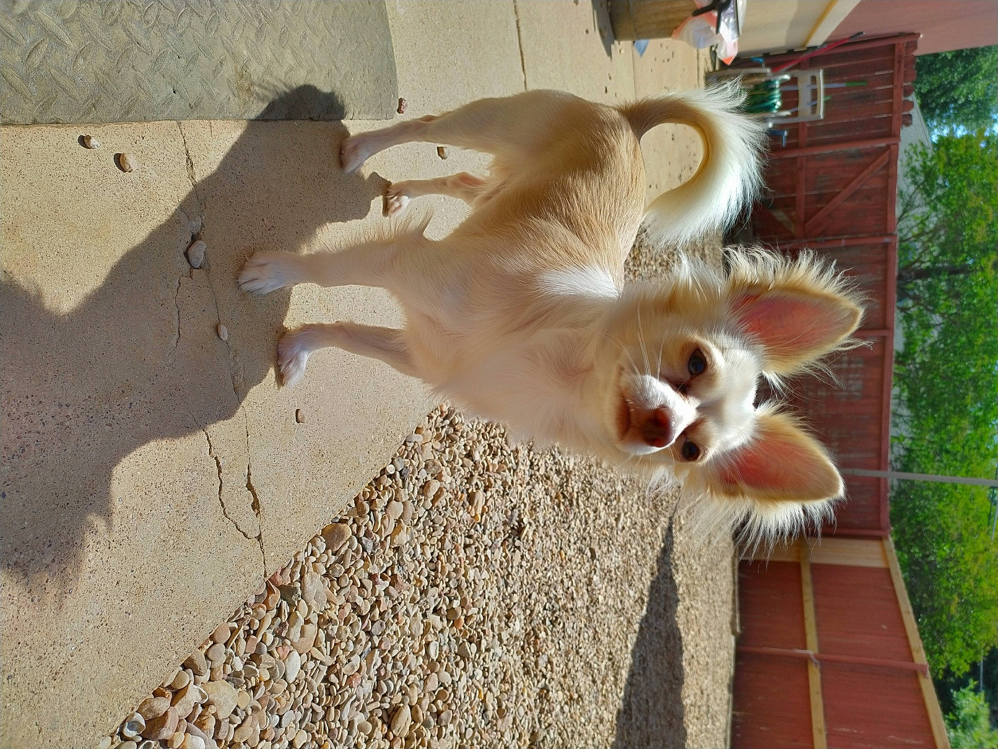 Ban Chi is registered to the contest to win money with this photo: beak, carnivore, companion_dog, dog_breed, eye, fawn, felidae, fur, natural_material, paw, shadow, small_to_medium_sized_cats, sporting_group, tail, terrestrial_animal, tree, whiskers, window, wing, wood