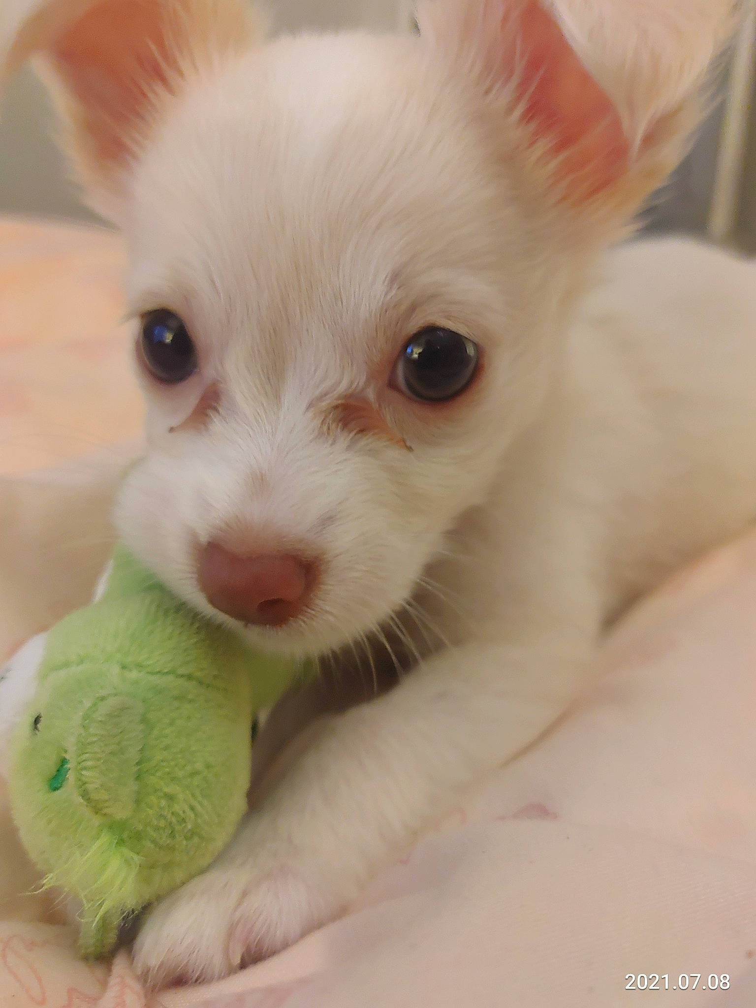 Ban Chi joined the competition — help win amazing prizes! canidae, carnivore, close_up, companion_dog, corgi_chihuahua, dog, dog_breed, ear, fawn, fur, non_sporting_group, nose, snout, terrestrial_animal, toy_dog, whiskers, working_animal