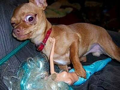 Poo Poo is registered to the contest to win money with this photo: canidae, carnivore, collar, companion_dog, dog, dog_breed, dog_supply, ear, fawn, fur, liver, pet_supply, snout, sporting_group, terrestrial_animal, toy, toy_dog, whiskers, working_animal, wrinkle