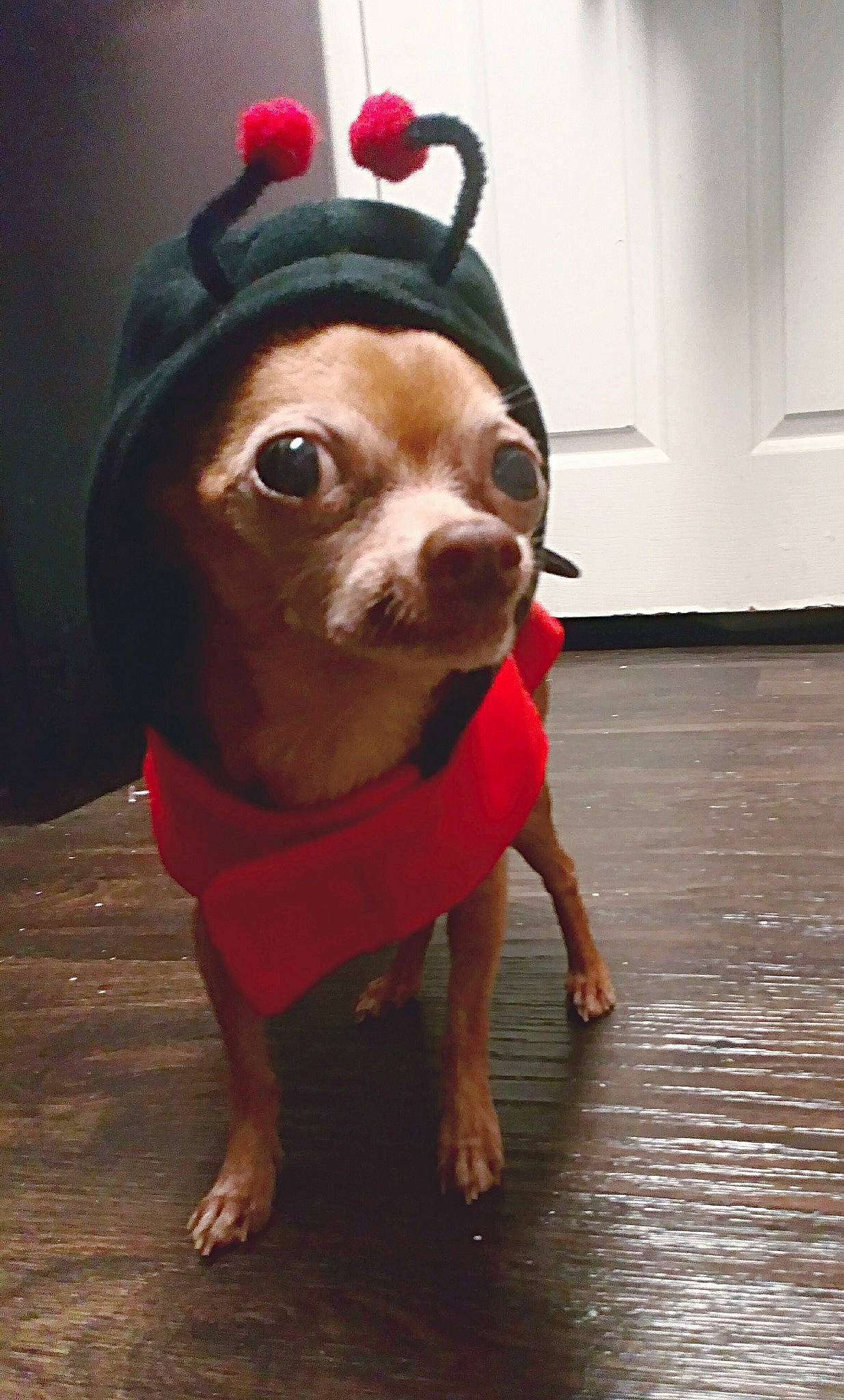 Poo Poo is registered to the contest to win money with this photo: canidae, carnivore, companion_dog, dog, dog_breed, dog_clothes, dog_supply, fawn, flooring, fur, hardwood, liver, personal_protective_equipment, snout, sporting_group, toy, toy_dog, whiskers, wood, working_animal