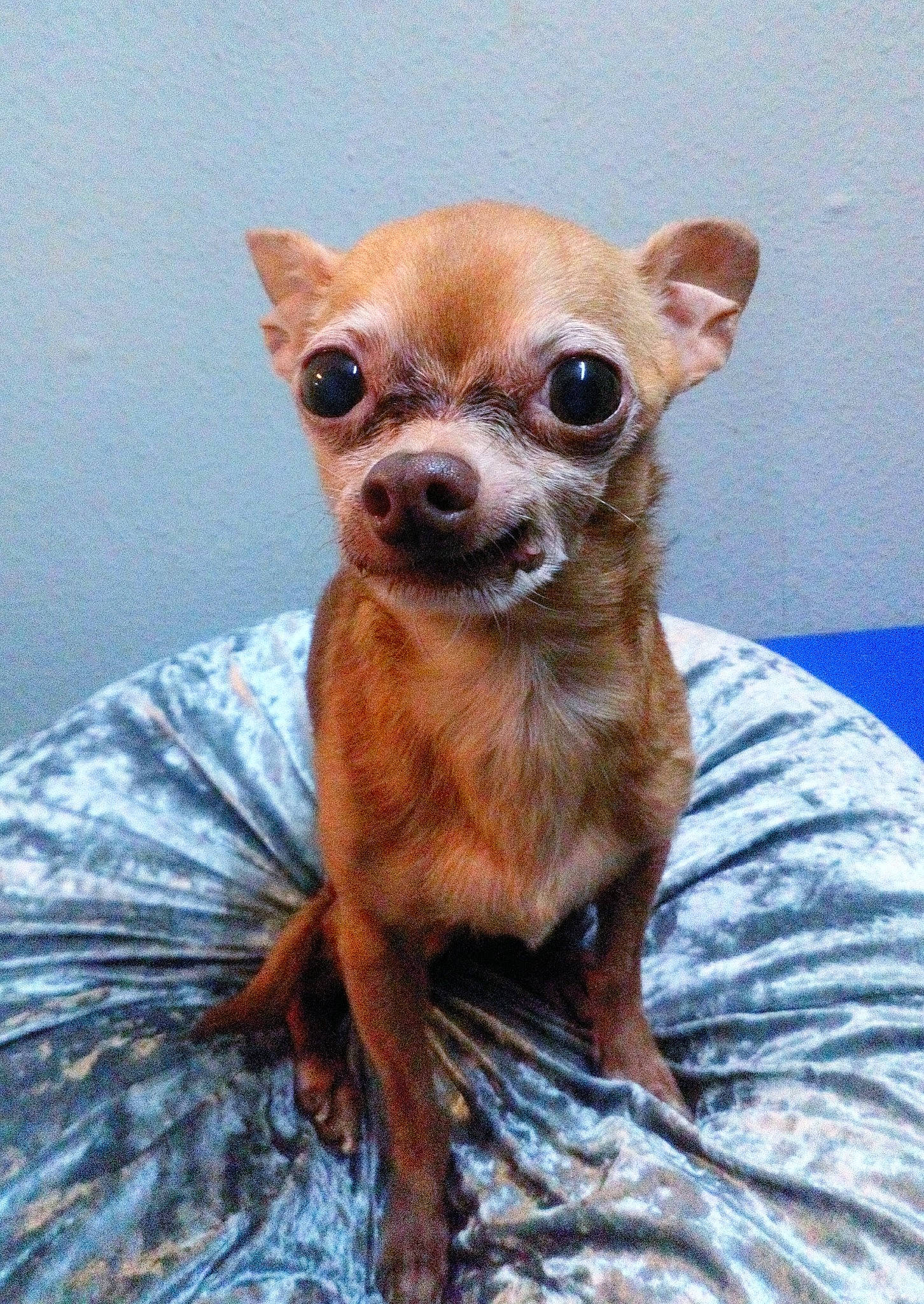 Poo Poo is registered to the contest to win money with this photo: canidae, carnivore, chihuahua, companion_dog, corgi_chihuahua, dog, dog_breed, fawn, fur, liver, puppy, russkiy_toy, snout, sporting_group, sunglasses, terrestrial_animal, toy_dog, whiskers, wildlife, wood