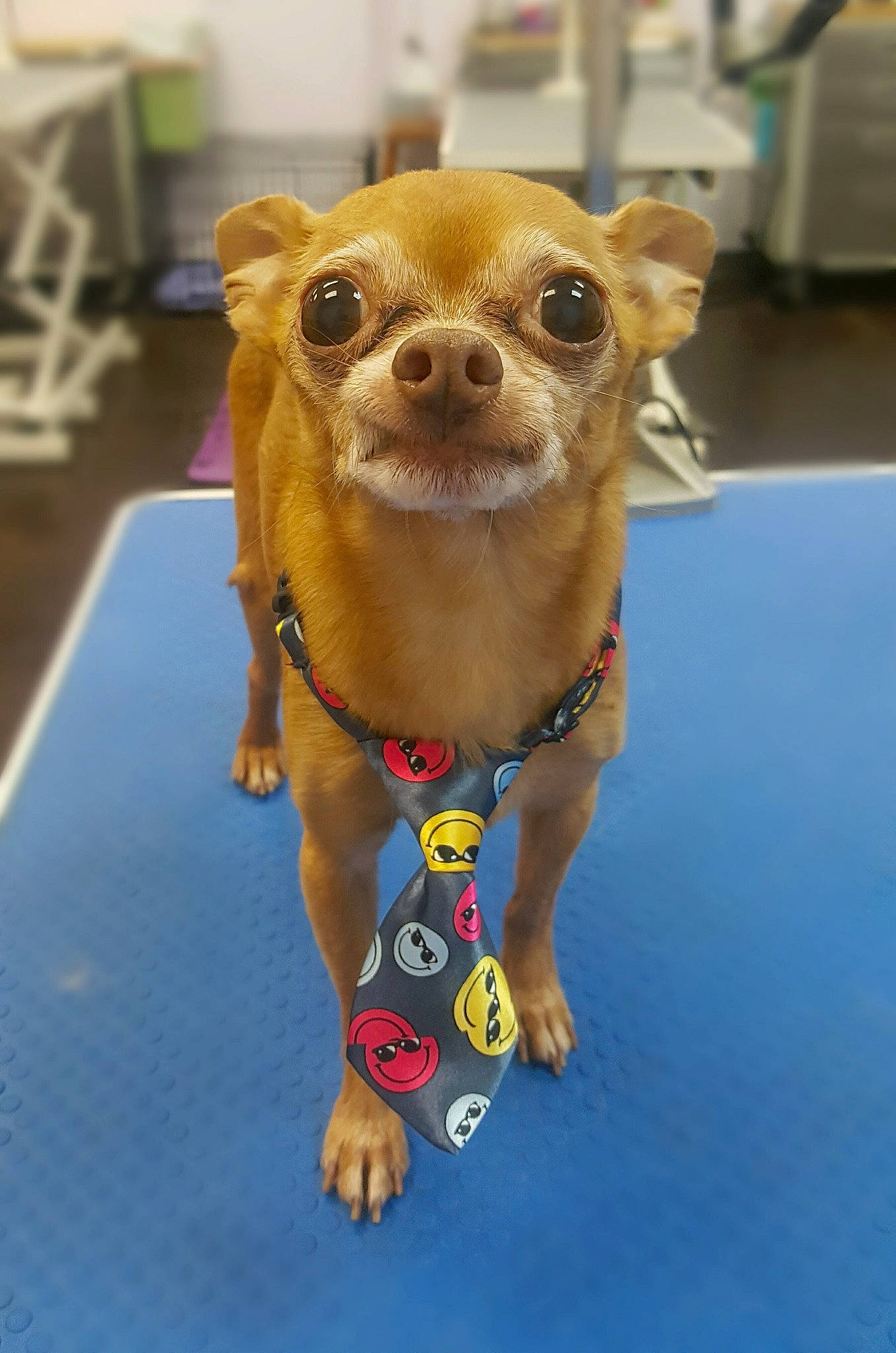 Poo Poo joined the competition — help win amazing prizes! animal_figure, canidae, carnivore, companion_dog, dog_breed, fashion_accessory, fawn, flooring, fur, jewellery, plush, snout, sporting_group, stuffed_toy, sunglasses, tail, toy, toy_dog, whiskers, working_animal