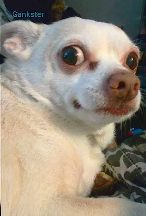 Gankster joined the competition — help win amazing prizes! canidae, carnivore, companion_dog, dog, dog_breed, ear, fawn, fur, non_sporting_group, snout, terrestrial_animal, toy_dog, whiskers, working_animal