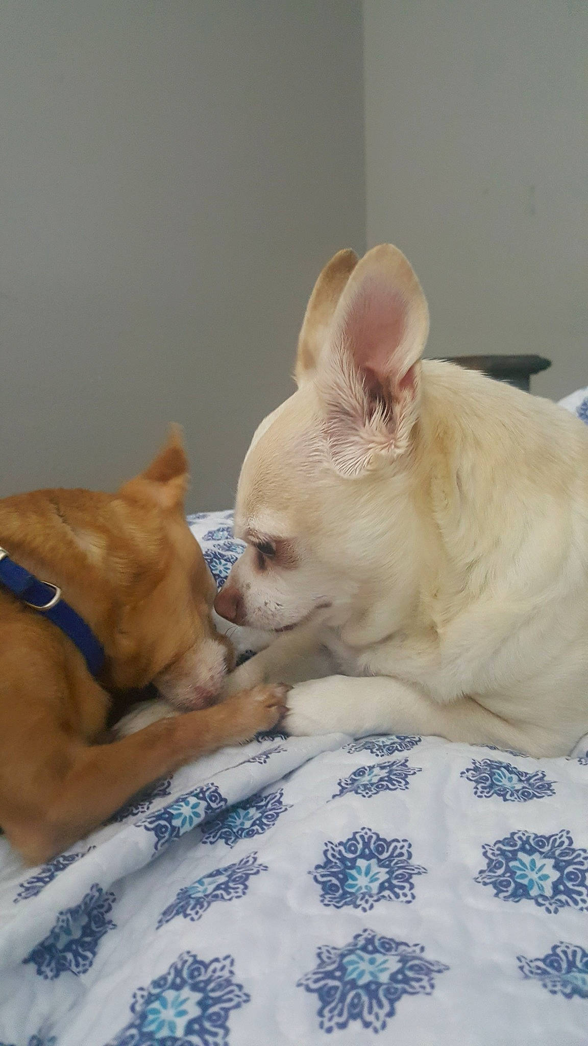 Gankster is registered to the contest to win money with this photo: canidae, carnivore, comfort, companion_dog, dog, dog_breed, dog_supply, ear, fawn, fur, linens, nap, non_sporting_group, snout, sporting_group, terrestrial_animal, toy, toy_dog, whiskers, working_animal